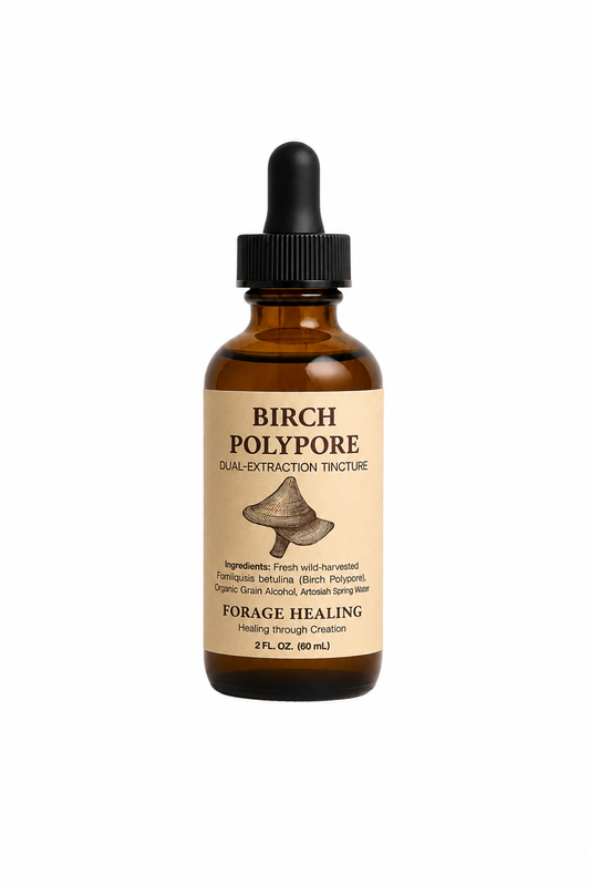 Birch Polypore Dual-Extraction 2oz Tincture – Wildcrafted & Potent